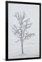 A Solitary Tree Covered with Frost in Hungary-Joe Petersburger-Framed Premium Photographic Print