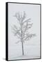 A Solitary Tree Covered with Frost in Hungary-Joe Petersburger-Framed Stretched Canvas