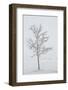 A Solitary Tree Covered with Frost in Hungary-Joe Petersburger-Framed Photographic Print