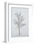 A Solitary Tree Covered with Frost in Hungary-Joe Petersburger-Framed Photographic Print