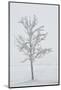 A Solitary Tree Covered with Frost in Hungary-Joe Petersburger-Mounted Photographic Print