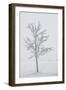 A Solitary Tree Covered with Frost in Hungary-Joe Petersburger-Framed Photographic Print