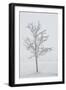 A Solitary Tree Covered with Frost in Hungary-Joe Petersburger-Framed Photographic Print