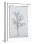 A Solitary Tree Covered with Frost in Hungary-Joe Petersburger-Framed Photographic Print