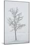 A Solitary Tree Covered with Frost in Hungary-Joe Petersburger-Mounted Photographic Print