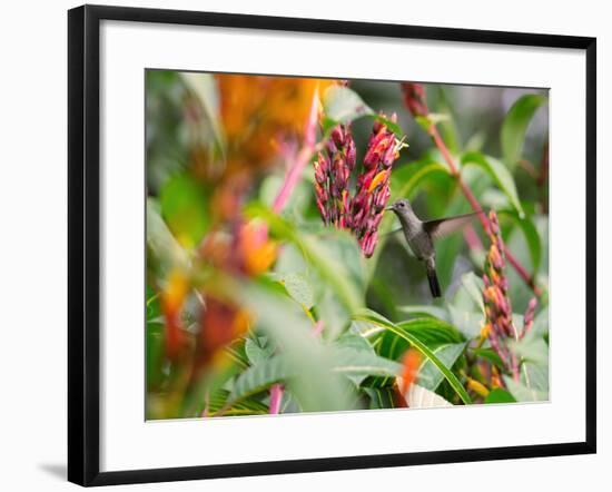 A Sombre Hummingbird, Aphantochroa Cirrochloris, Mid Flight Feeding from a Flower-Alex Saberi-Framed Photographic Print