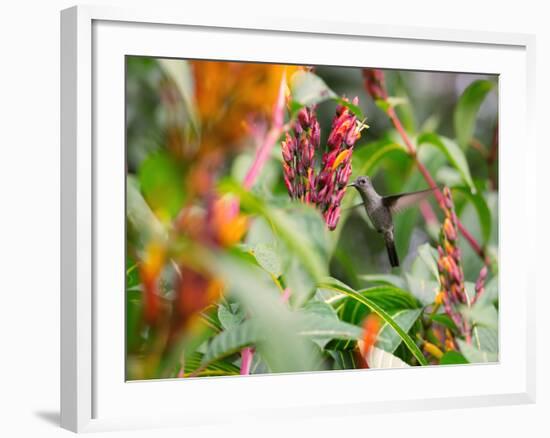 A Sombre Hummingbird, Aphantochroa Cirrochloris, Mid Flight Feeding from a Flower-Alex Saberi-Framed Photographic Print