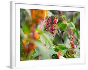 A Sombre Hummingbird, Aphantochroa Cirrochloris, Mid Flight Feeding from a Flower-Alex Saberi-Framed Photographic Print