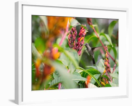 A Sombre Hummingbird, Aphantochroa Cirrochloris, Mid Flight Feeding from a Flower-Alex Saberi-Framed Photographic Print