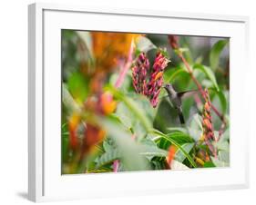 A Sombre Hummingbird, Aphantochroa Cirrochloris, Mid Flight Feeding from a Flower-Alex Saberi-Framed Photographic Print