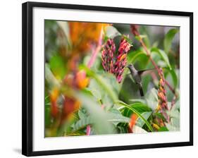 A Sombre Hummingbird, Aphantochroa Cirrochloris, Mid Flight Feeding from a Flower-Alex Saberi-Framed Photographic Print