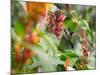 A Sombre Hummingbird, Aphantochroa Cirrochloris, Mid Flight Feeding from a Flower-Alex Saberi-Mounted Photographic Print