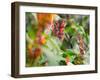 A Sombre Hummingbird, Aphantochroa Cirrochloris, Mid Flight Feeding from a Flower-Alex Saberi-Framed Photographic Print