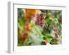 A Sombre Hummingbird, Aphantochroa Cirrochloris, Mid Flight Feeding from a Flower-Alex Saberi-Framed Photographic Print