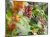 A Sombre Hummingbird, Aphantochroa Cirrochloris, Mid Flight Feeding from a Flower-Alex Saberi-Mounted Photographic Print