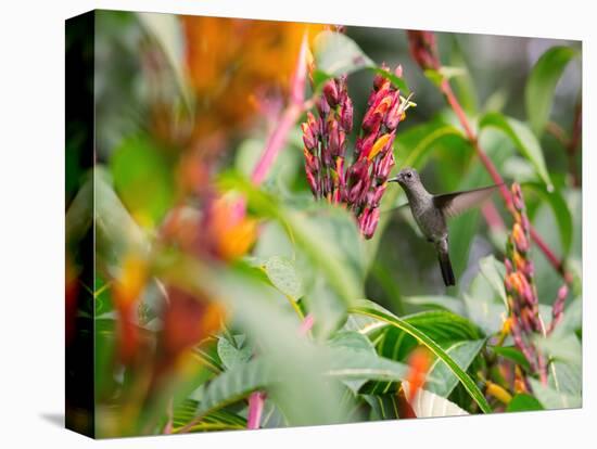 A Sombre Hummingbird, Aphantochroa Cirrochloris, Mid Flight Feeding from a Flower-Alex Saberi-Stretched Canvas