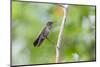 A Sombre Hummingbird Rests on a Branch in Ubatuba, Brazil-Alex Saberi-Mounted Photographic Print