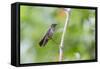 A Sombre Hummingbird Rests on a Branch in Ubatuba, Brazil-Alex Saberi-Framed Stretched Canvas