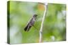 A Sombre Hummingbird Rests on a Branch in Ubatuba, Brazil-Alex Saberi-Stretched Canvas