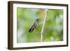 A Sombre Hummingbird Rests on a Branch in Ubatuba, Brazil-Alex Saberi-Framed Photographic Print