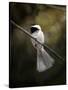 A Song in Your Heart Chickadee-Jai Johnson-Stretched Canvas