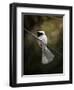 A Song in Your Heart Chickadee-Jai Johnson-Framed Giclee Print
