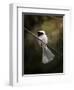 A Song in Your Heart Chickadee-Jai Johnson-Framed Giclee Print