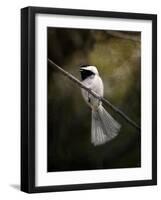 A Song in Your Heart Chickadee-Jai Johnson-Framed Giclee Print