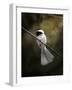 A Song in Your Heart Chickadee-Jai Johnson-Framed Giclee Print