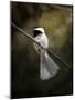 A Song in Your Heart Chickadee-Jai Johnson-Mounted Giclee Print