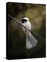 A Song in Your Heart Chickadee-Jai Johnson-Stretched Canvas