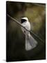 A Song in Your Heart Chickadee-Jai Johnson-Stretched Canvas