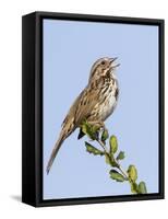 A Song Sparrow Singing in Southern California-Neil Losin-Framed Stretched Canvas