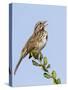 A Song Sparrow Singing in Southern California-Neil Losin-Stretched Canvas