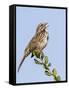 A Song Sparrow Singing in Southern California-Neil Losin-Framed Stretched Canvas