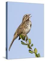 A Song Sparrow Singing in Southern California-Neil Losin-Stretched Canvas