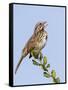 A Song Sparrow Singing in Southern California-Neil Losin-Framed Stretched Canvas