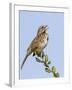 A Song Sparrow Singing in Southern California-Neil Losin-Framed Photographic Print