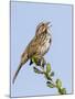 A Song Sparrow Singing in Southern California-Neil Losin-Mounted Photographic Print