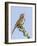 A Song Sparrow Singing in Southern California-Neil Losin-Framed Photographic Print