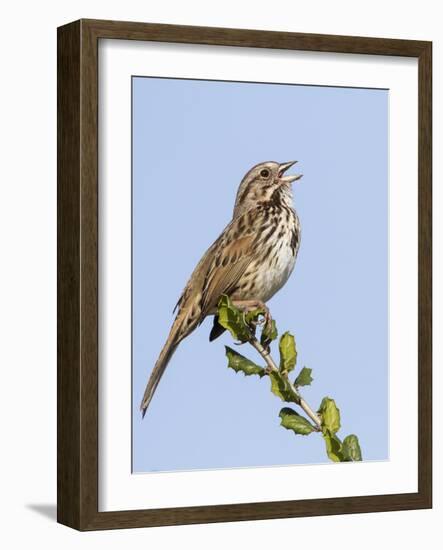 A Song Sparrow Singing in Southern California-Neil Losin-Framed Photographic Print