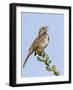 A Song Sparrow Singing in Southern California-Neil Losin-Framed Photographic Print