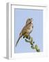 A Song Sparrow Singing in Southern California-Neil Losin-Framed Photographic Print