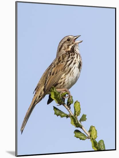 A Song Sparrow Singing in Southern California-Neil Losin-Mounted Photographic Print