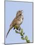 A Song Sparrow Singing in Southern California-Neil Losin-Mounted Photographic Print