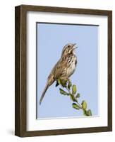 A Song Sparrow Singing in Southern California-Neil Losin-Framed Photographic Print