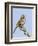 A Song Sparrow Singing in Southern California-Neil Losin-Framed Photographic Print