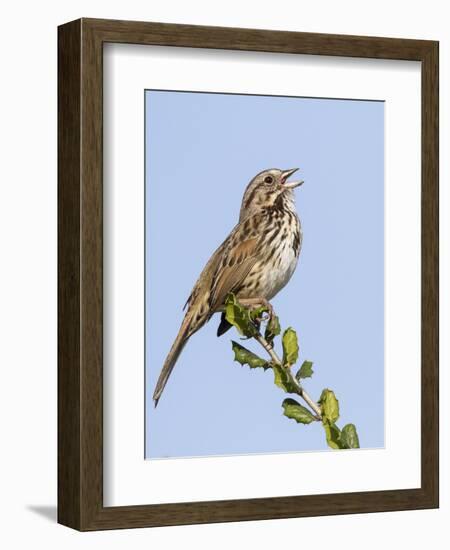 A Song Sparrow Singing in Southern California-Neil Losin-Framed Photographic Print