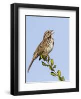 A Song Sparrow Singing in Southern California-Neil Losin-Framed Photographic Print