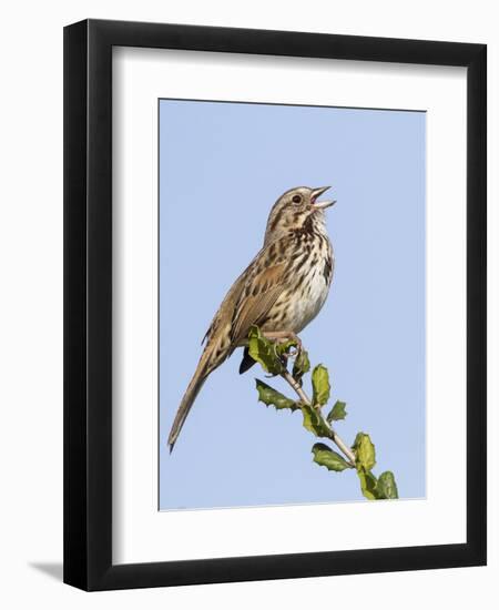 A Song Sparrow Singing in Southern California-Neil Losin-Framed Photographic Print